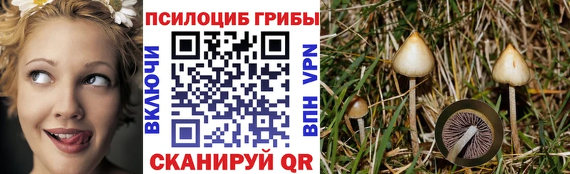 Купить  Болотное  Галлюциногенные грибы Psilocybe 